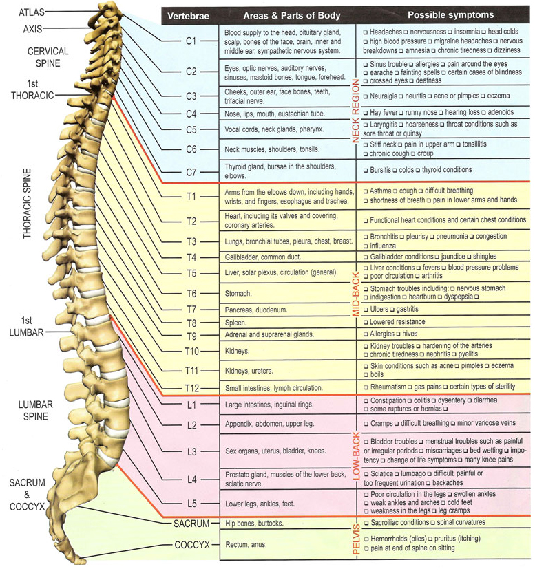 Spinal Nerve Chart Pain